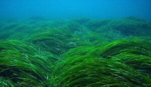 posidonia 1