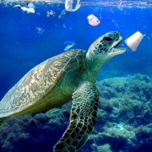 tortuga con plástico