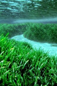 posidonia3
