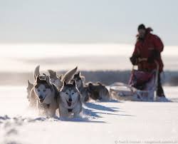 Excursión husky 3