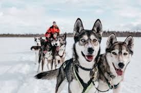 Excursión Husky 6