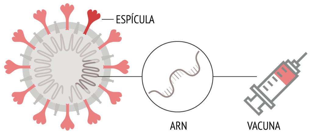 diagrama de cómo funciona la vacuna ARNmensajero