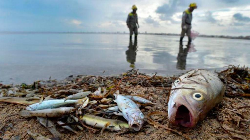 Peces agonizando en la playa playa de Villananitos el día de la primera anoxia en 2019.