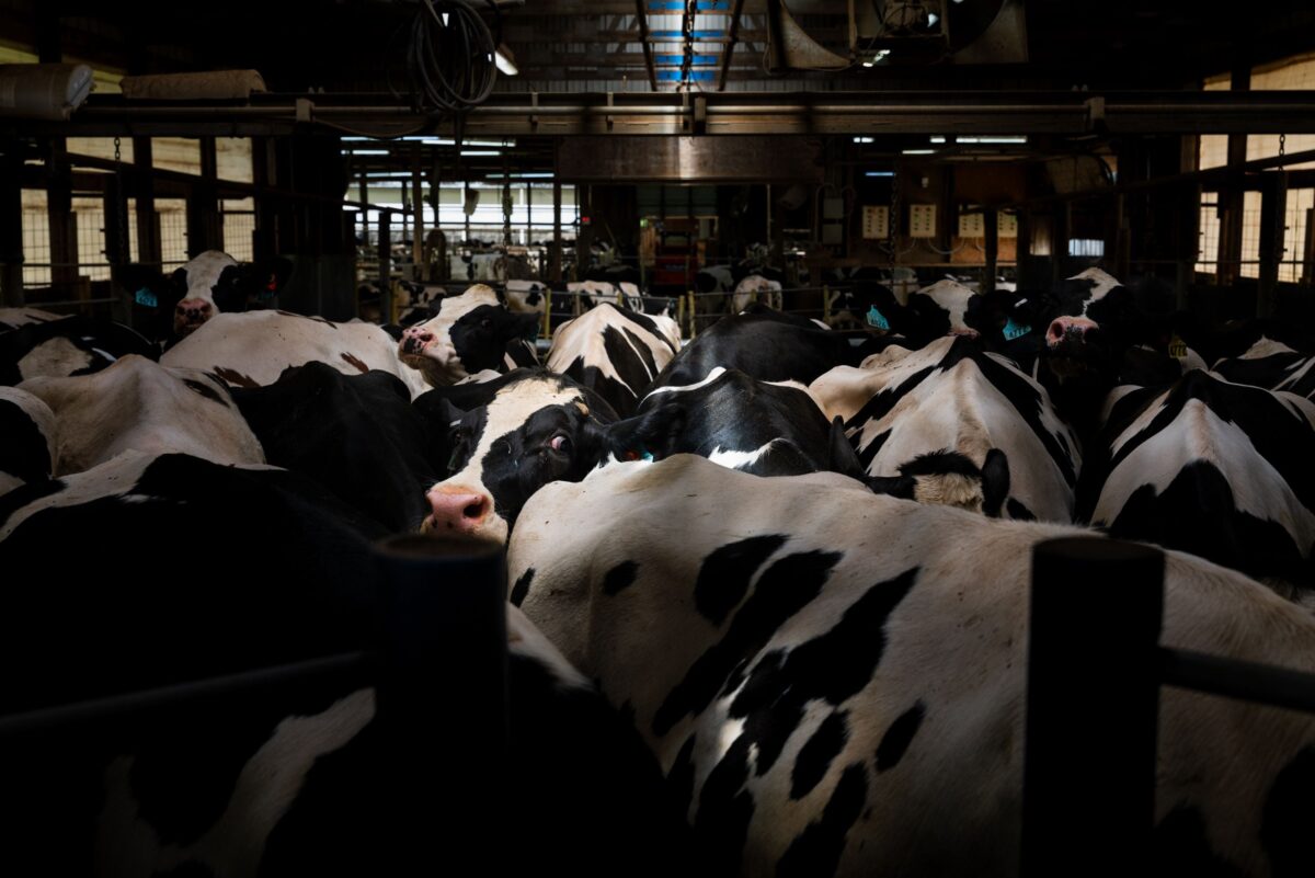 La leche cruda de vacas con gripe aviar contiene virus capaces de transmitir la enfermedad