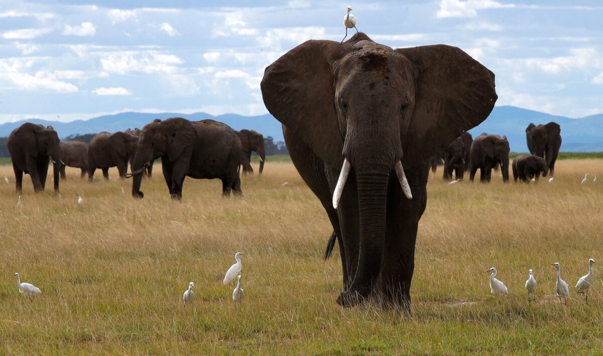 Si los ojos son el espejo del alma humana, ¿dónde está ese espejo en el elefante?