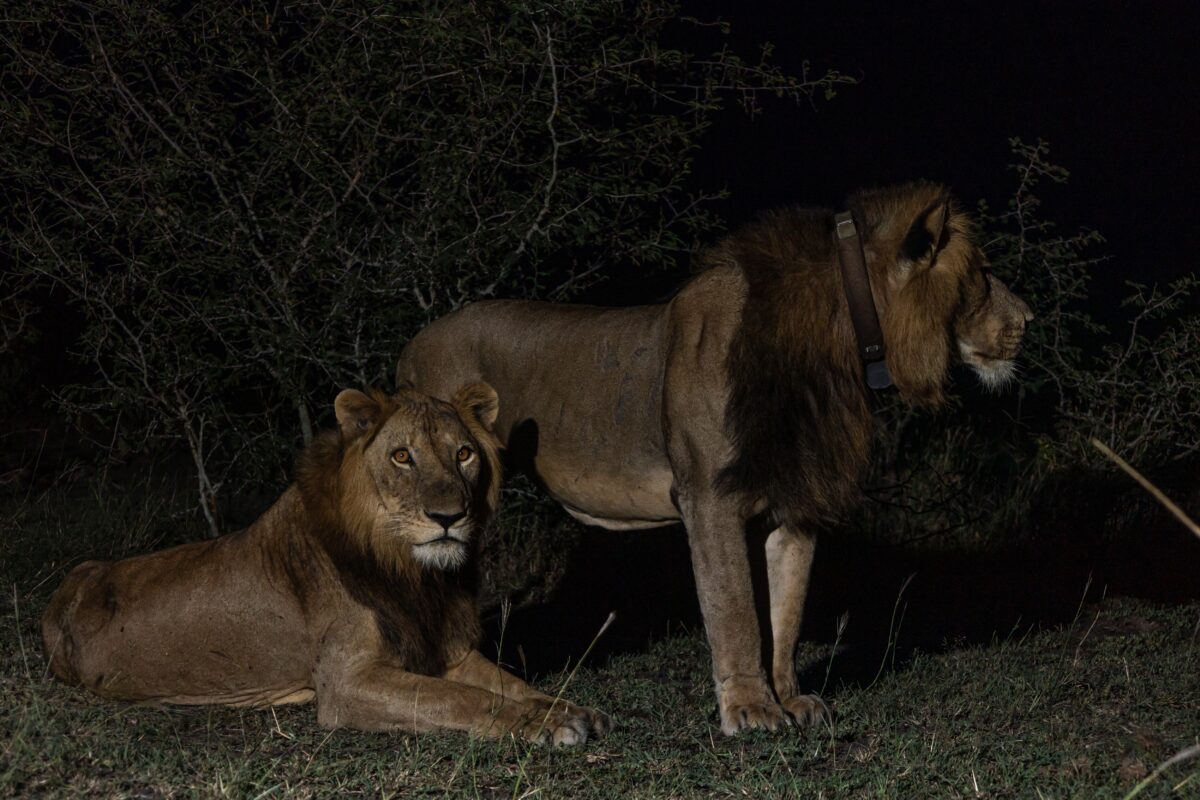 La travesía de los leones ‘Jacob’ y ‘Tibu’ en un río lleno de cocodrilos, la más larga jamás registrada