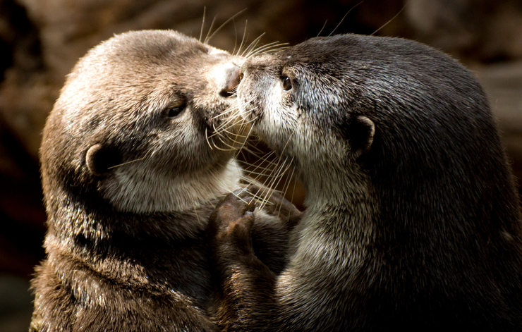 Pareja de nutrias relacionaándose (dándose un beso).