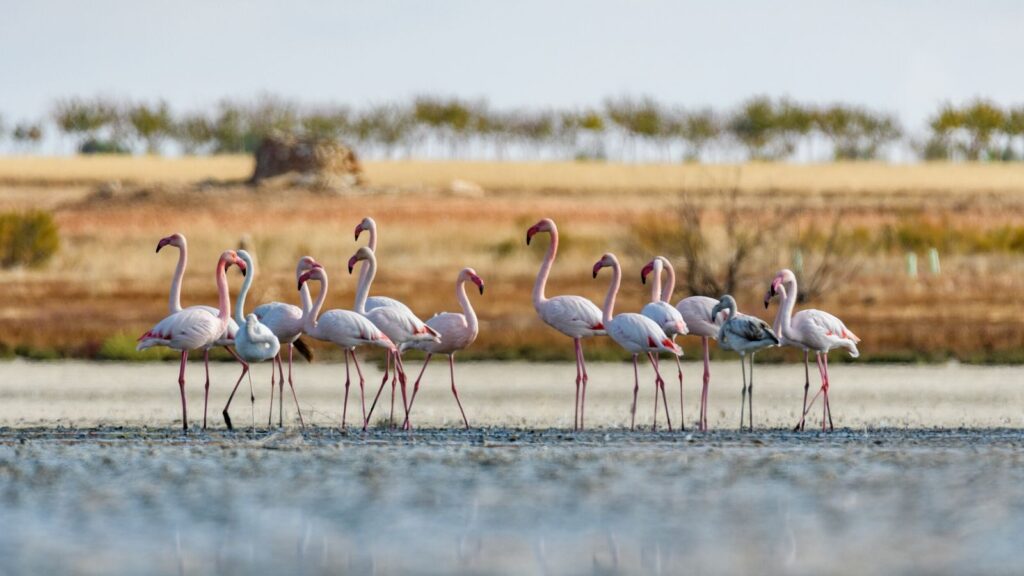 Flamencos en un humedal en el Parque de Doñana.