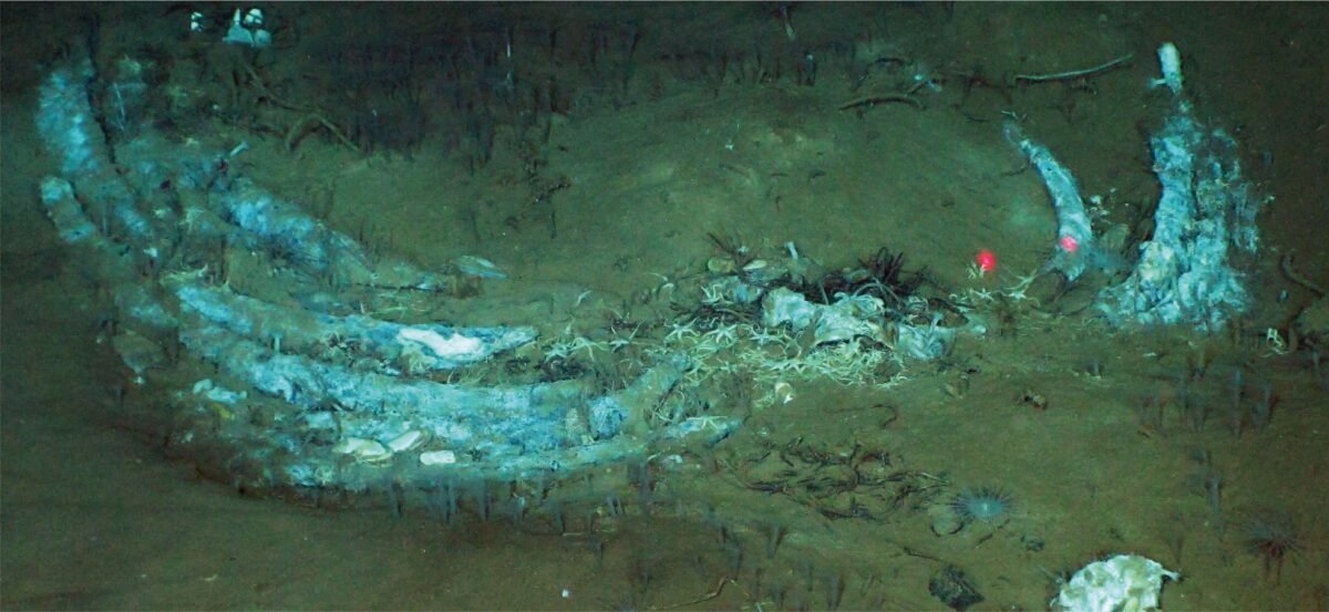 Descubren un inmenso cementerio de ballenas con cientos de fósiles a miles de metros de profundidad
