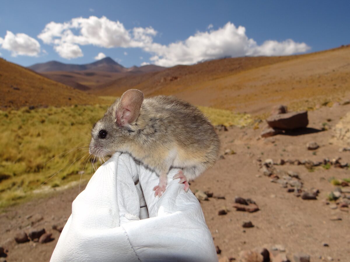 El ratón orejudo de los Andes, el mamífero con la clave para sobrevivir a más de 6.000 metros de altura
