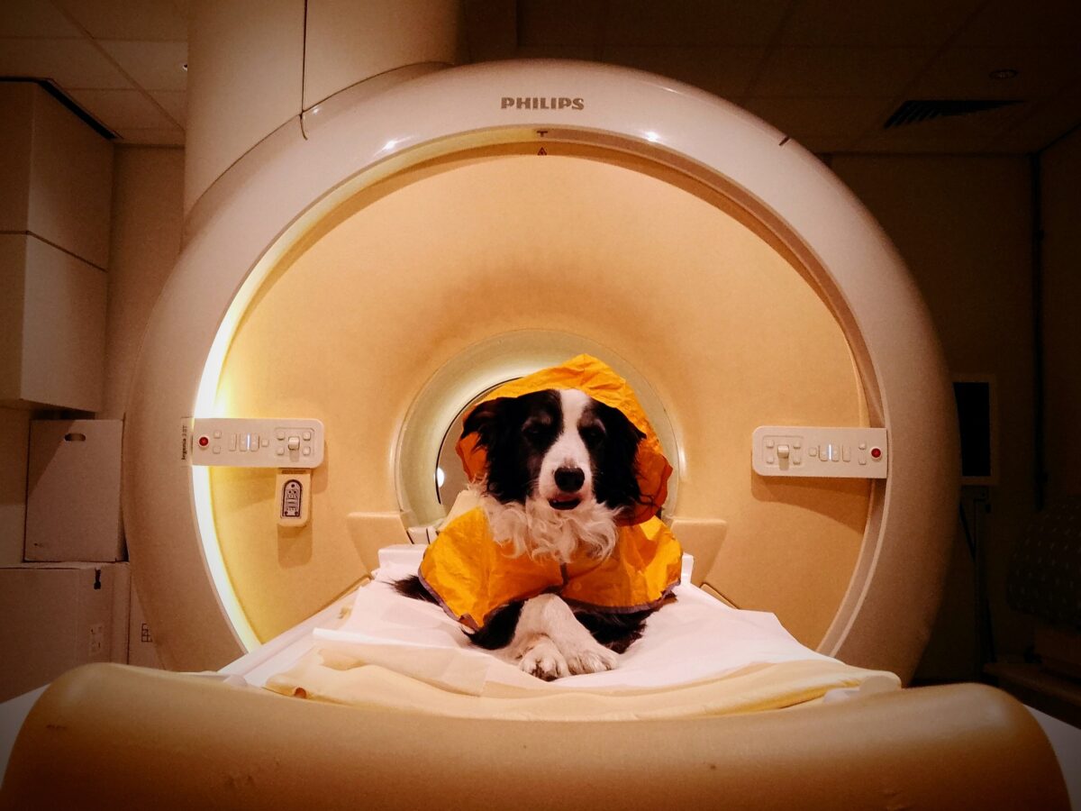 Tu perro sabe cuándo estás triste y cuándo tienes miedo: así es como su cerebro distingue nuestras emociones