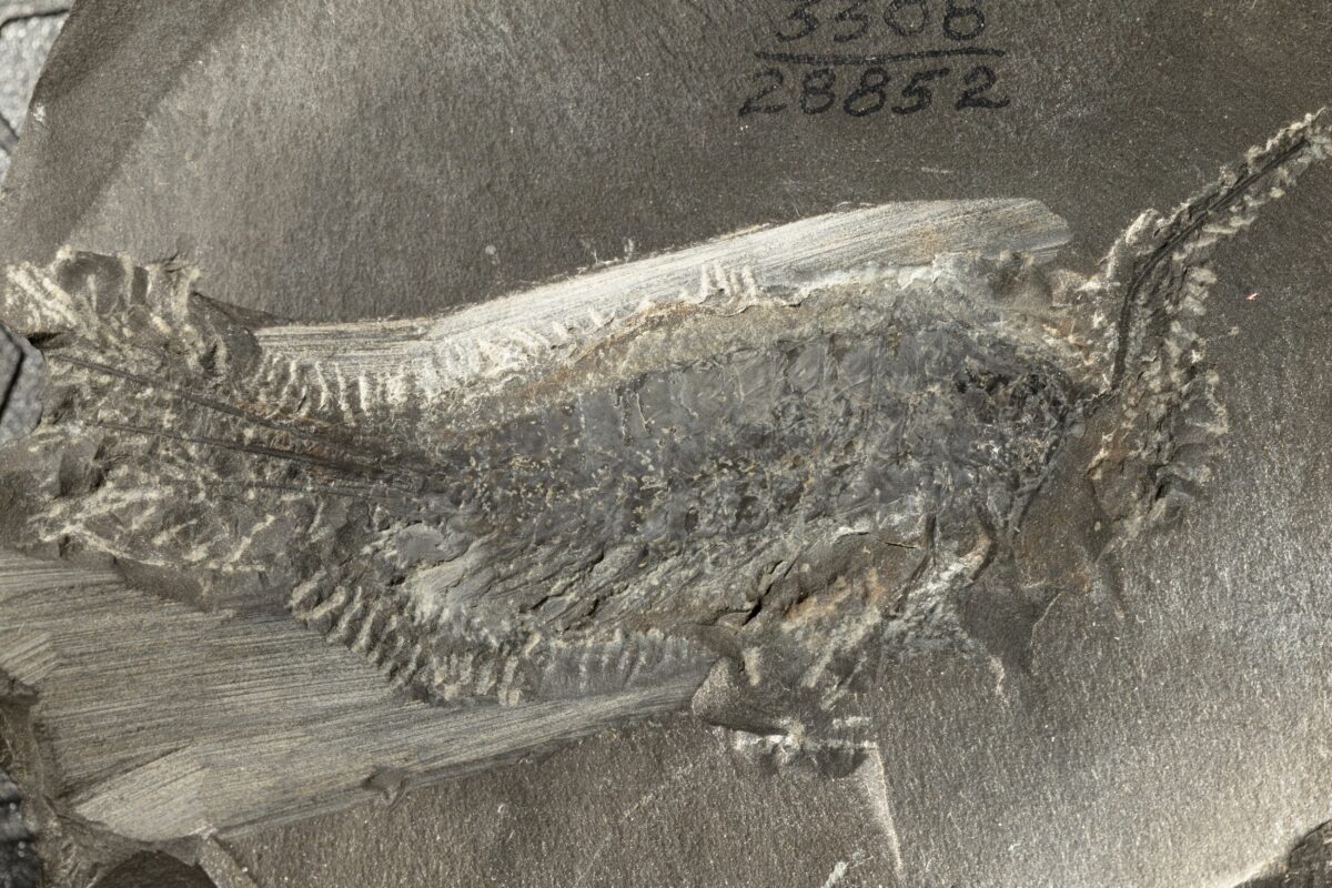 Un fósil de 324 millones de años muestra cómo conquistaron la Tierra los insectos