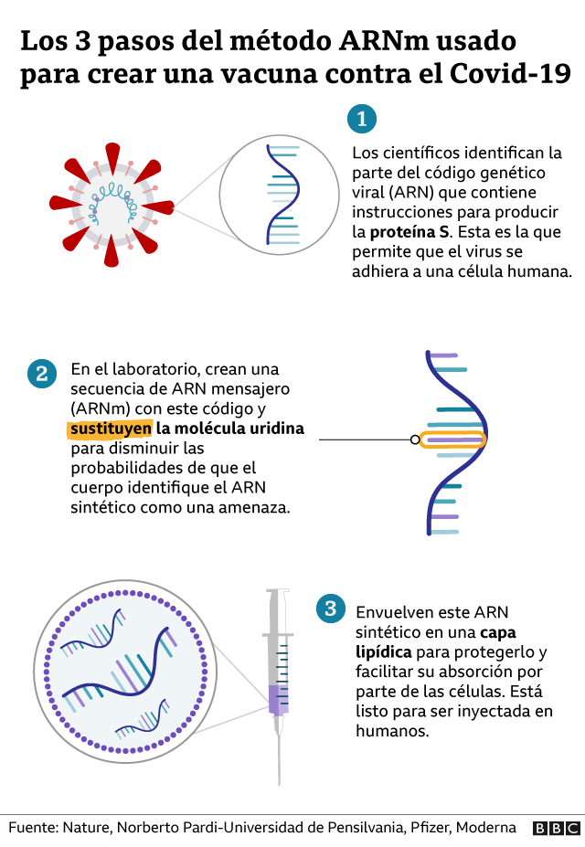 Diagrama de como funciona la vacuna