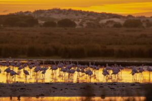 Decenas de flamingos en una de las lagunas del Parque Nacional de Doñana en las que apenas hay agua
