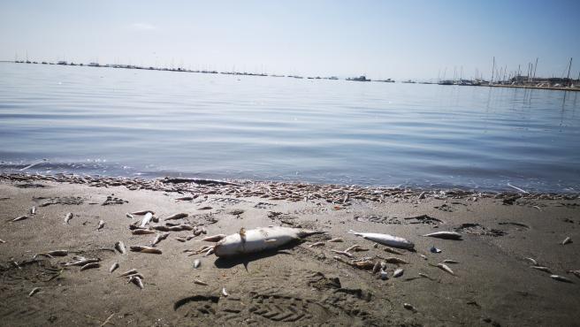 El tamaño del desaestre en la Playa de Villananitos el día de la primera anoxia en 2019.