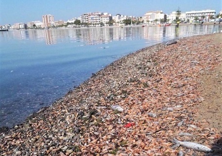 Estado de la orilla de
la playa de Villa Nanitos (Lo Pagán) a causa
de estado de anoxina
que asoló el Mar Menor en diciembre de
2019