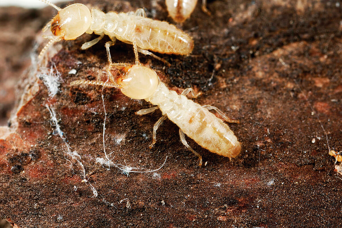 Las termitas aceleran el calentamiento global.