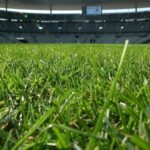 Césped de un campo de fútbol
