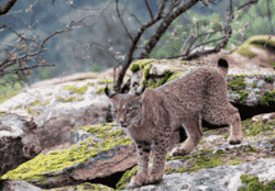 Lince ibérico en su hábitat