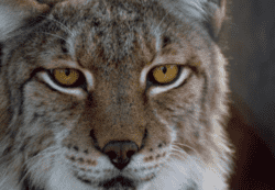 Esta imagen capta en primer plano la mirada de un lince ibérico