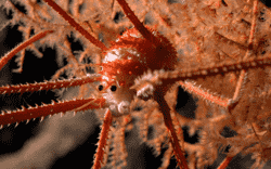 Una langosta documentada en coral