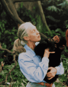 Aquí se puede observar a Jane Goodall, pionera en el estudio de los chimpancés