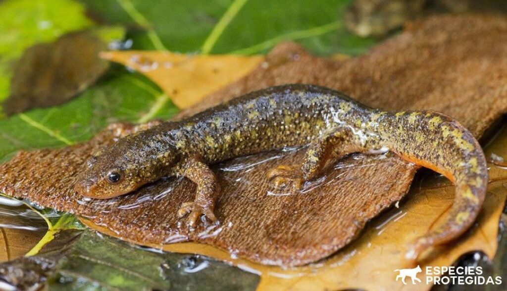 Tritón
