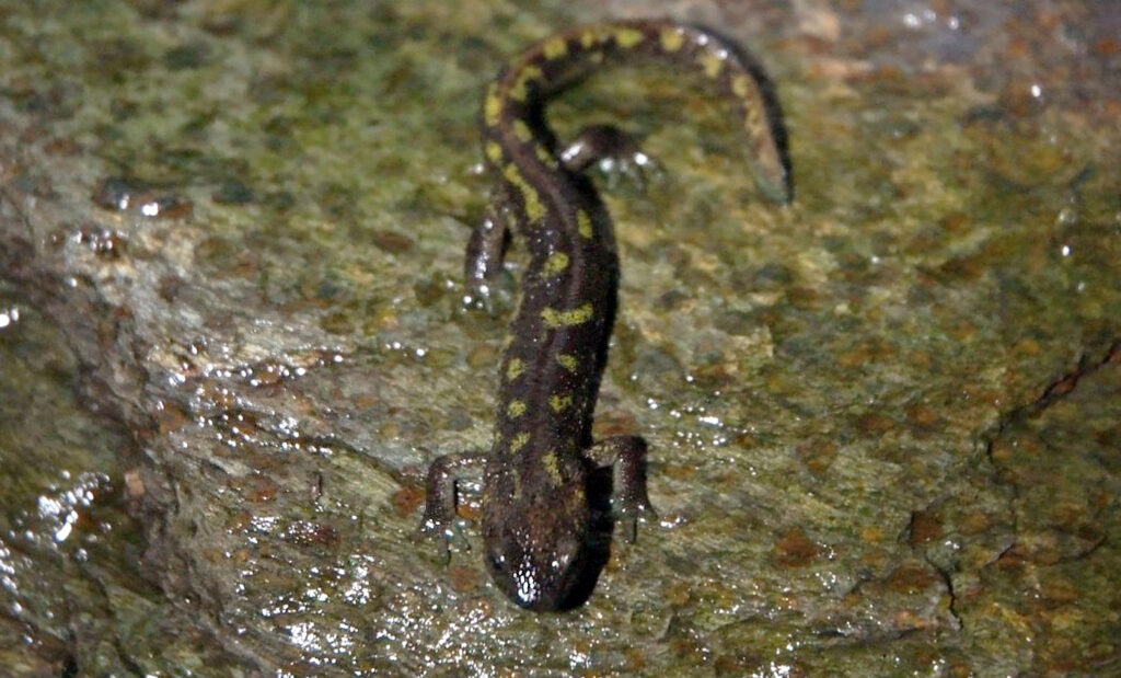 Tritón