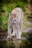 Lince