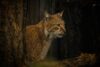 Lince