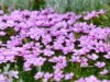 Silene de ifach