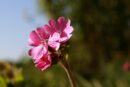 Silene de ifach