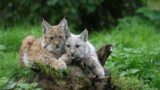 Lince