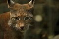 Lince