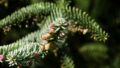 Pinsapo