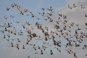 Bandada de aves en la tarde (Fuente: Google Imágenes)