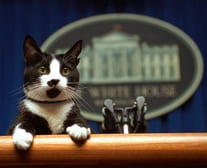 Gato político