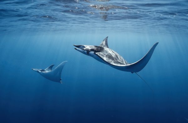 Mantarraya