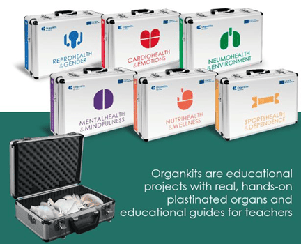 OrganKits, un proyecto europeo liderado por la UMU que promueve la educación STEAM con órganos plastinados