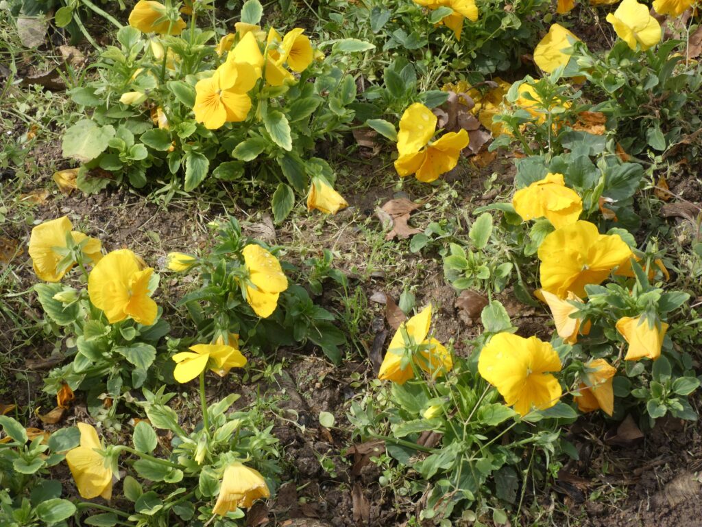 Flora