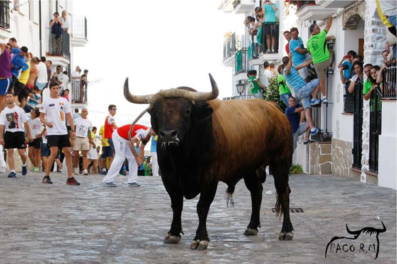 Toro-cuerda