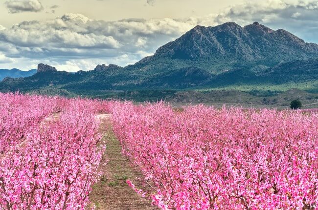 Floracion Cieza