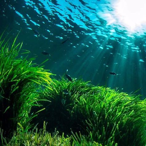 Causa Ambiental