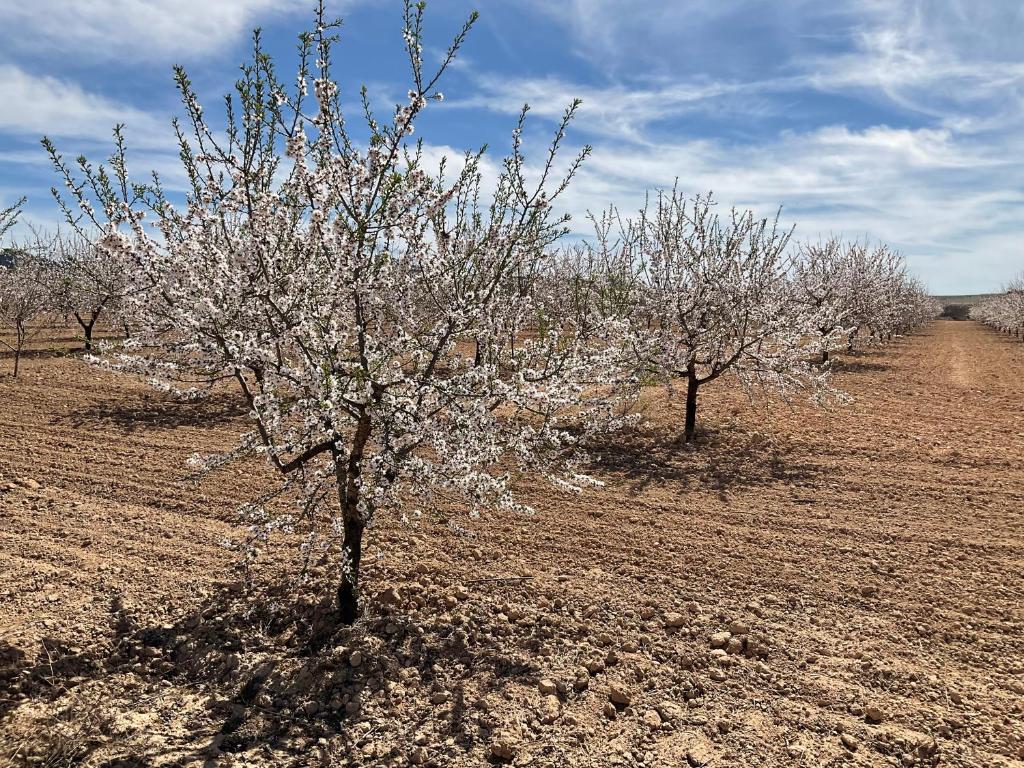 almendros campo