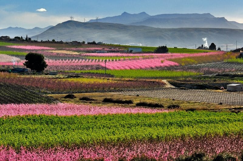 Floración de Cieza