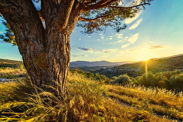 Árbol