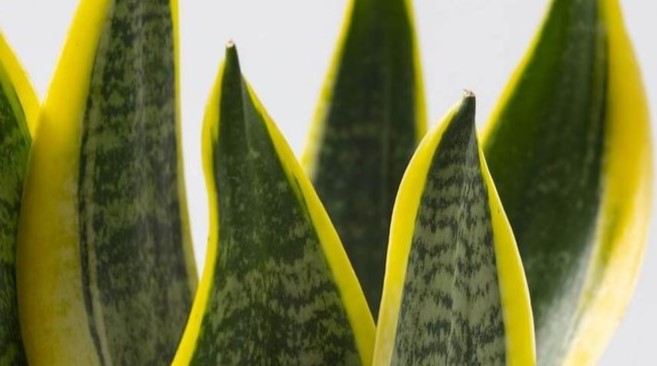 Sansevierias