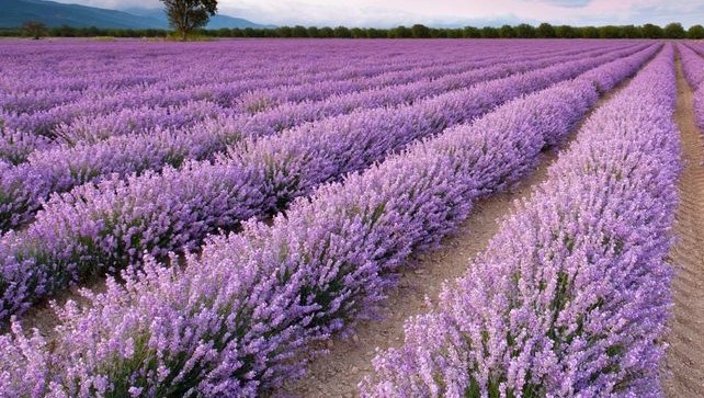 Lavanda