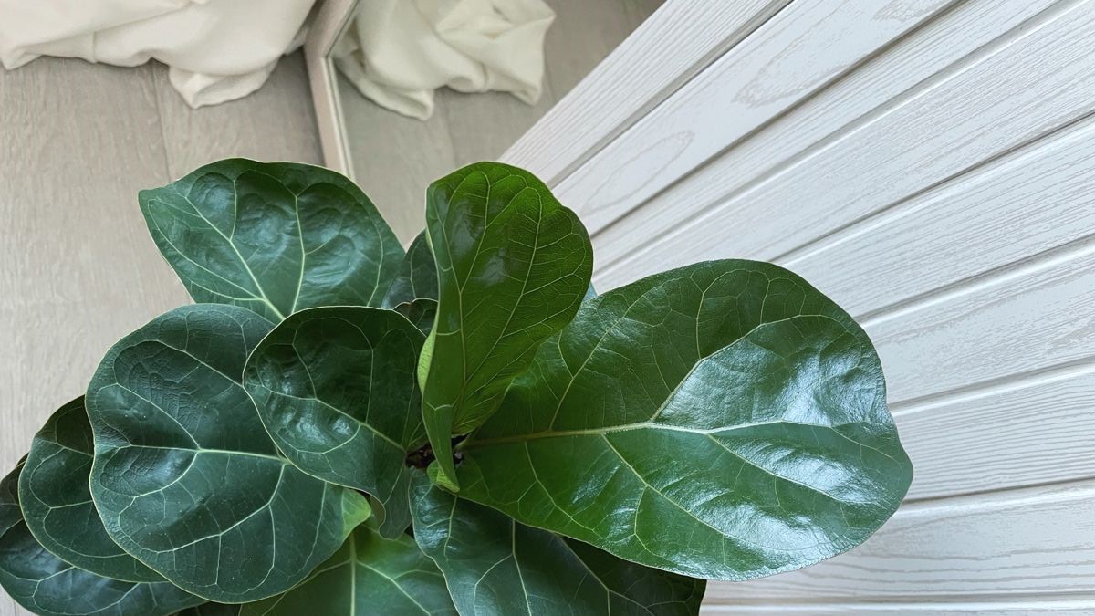 Ficus Lyrata
