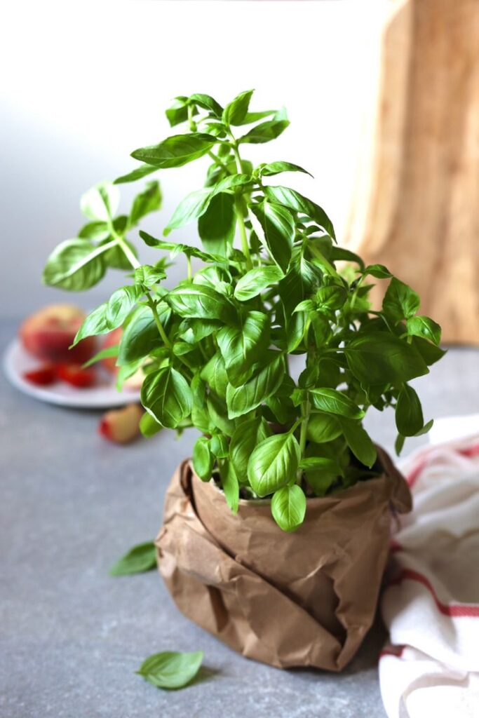 Albahaca 1